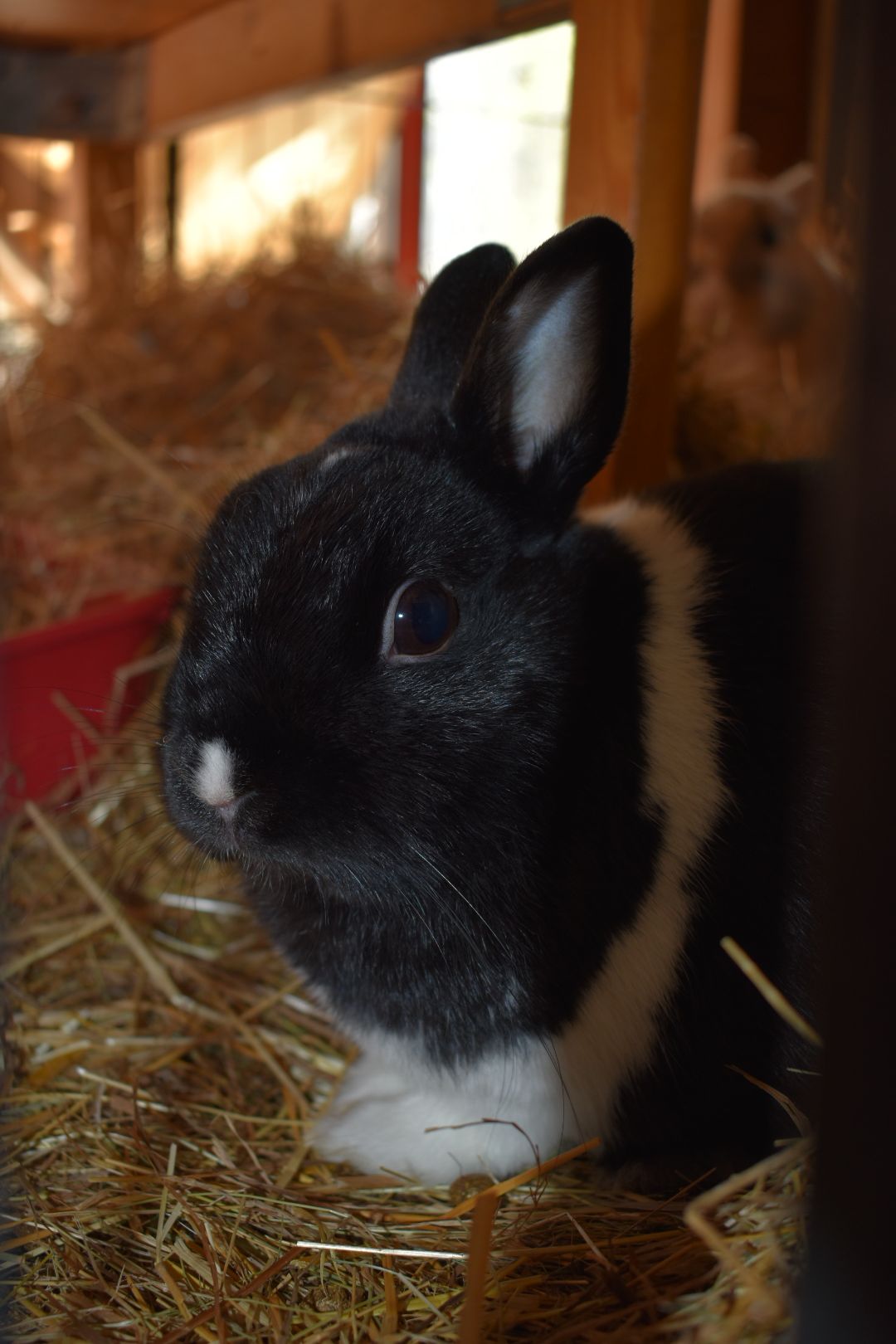 Lapin malin.jpeg